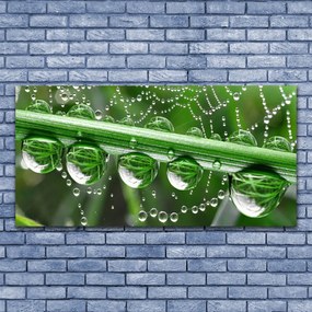 Obraz na akrylátovom skle Pavučina kvapka rastlina 120x60 cm