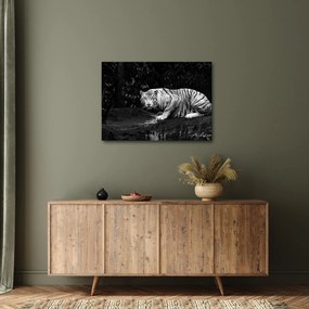 Obraz - Tiger albín, čiernobiely (70x50 cm)