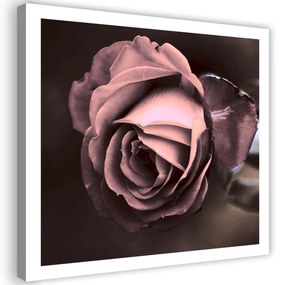 Obraz na plátně, Krásný růžový květ růže - 40x40 cm