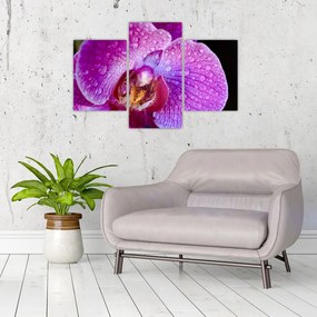 Detailný obraz kvetu orchidey (90x60 cm)