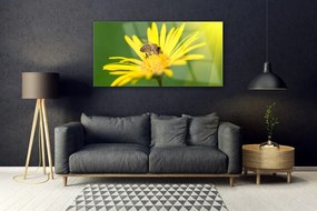 Obraz plexi Osa kvet rastlina príroda 120x60 cm