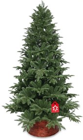 Jedľa Kaukazská 100% 180 cm