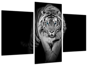 Obraz - Tiger s modrými očami (90x60 cm)
