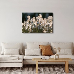 Obraz - Biely páperník (90x60 cm)