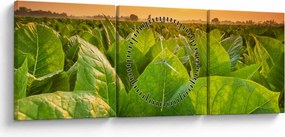 Obraz - Pole (s hodinami) (90x30 cm)