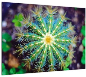 Sklenený obraz kaktusu (70x50 cm)