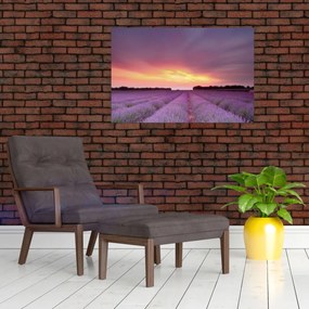 Obraz - Levanduľové pole (90x60 cm)