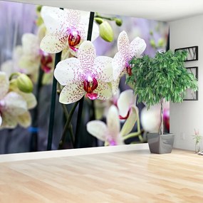 Fototapeta Vliesová Kvety orchideí 250x104 cm