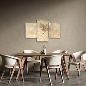 Obraz - Sova pálená (90x60 cm)