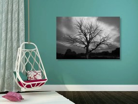 Obraz čiernobiely strom na lúke Varianta: 120x80