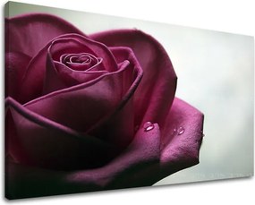 Obraz na stenu KVETY RUŽE XOBKV130E11 - 20x30 cm