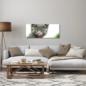 Obraz oblizujícího sa mačiatka (120x50 cm)