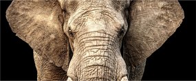 Obraz - Slon africký (120x50 cm)