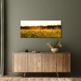 Obraz orosenej trávy (120x50 cm)