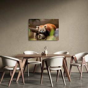 Sklenený obraz pandy červenej (70x50 cm)