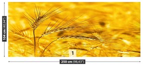 Fototapeta Vliesová Pšeničné polia 152x104 cm
