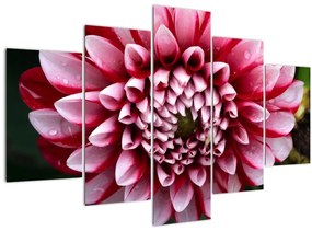 Obraz ružovej Dahlie (150x105 cm)