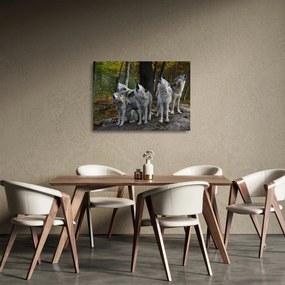 Sklenený obraz - Vlci na skale (70x50 cm)