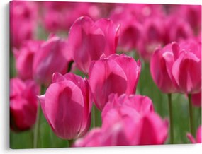 Obraz - Ružové tulipány (70x50 cm)