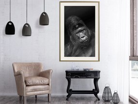 Artgeist Plagát - Gorilla [Poster] Veľkosť: 20x30, Verzia: Zlatý rám s passe-partout