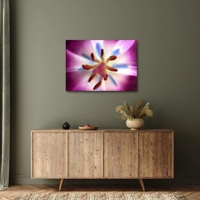 Obraz - Kvet tulipánu v detailu (70x50 cm)