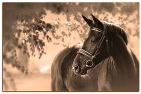 Obraz na plátne - Čierny kôň 1220FA (100x70 cm)