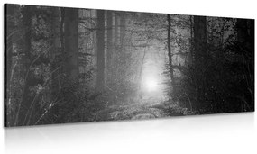 Obraz svetlo v lese v čiernobielom prevedení - 100x50