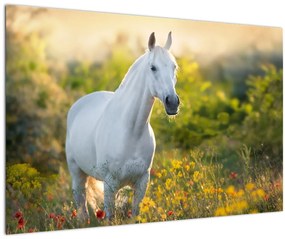 Obraz bieleho koňa na lúke (90x60 cm)