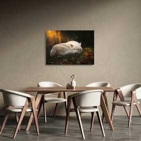 Sklenený obraz - Odpočívajúci vlk (70x50 cm)
