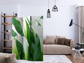 Artgeist Paraván - bunch of flowers - callas [Room Dividers]