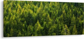 Obraz - Hustý les (120x50 cm)