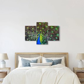 Obraz - Páv (90x60 cm)