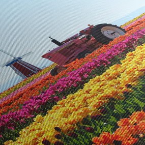 Obraz tulipánové farmy (150x105 cm)