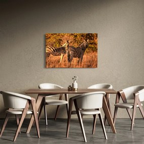 Obraz zebier (90x60 cm)