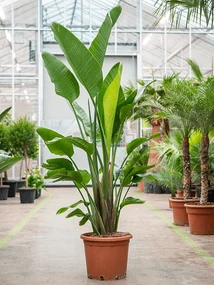 Strelitzia nicolai tuft 40x250 cm