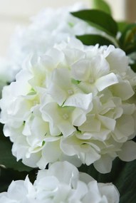 Umelá hortenzia HYDRANGEA v bielom kvetináči, výška 78 cm, biela