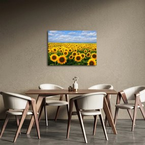 Obraz slnečnicového poľa (70x50 cm)