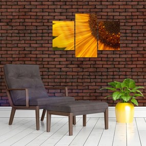 Obraz - Slnečnica (90x60 cm)