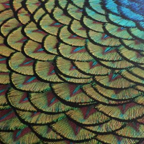Obraz - Pávie perie (120x50 cm)