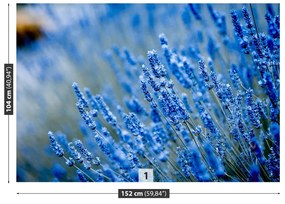 Fototapeta Vliesová Modrá levandule 416x254 cm