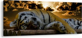 Obraz spiaceho tigra (120x50 cm)