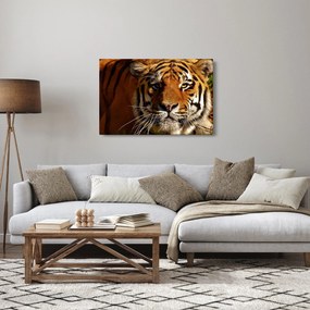 Obraz tigra (90x60 cm)