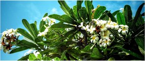 Obraz - Plumeria (120x50 cm)