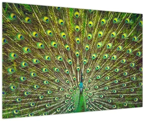 Obraz - Páv (90x60 cm)