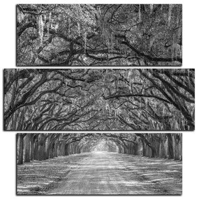 Obraz na plátne - Historické dubové stromy lemované poľnou cestou - štvorec 3239QD (105x105 cm)
