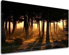 Obraz na stenu STROMY ST025E11