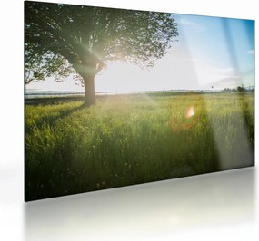 Sklenený obraz stromu v poli (70x50 cm)