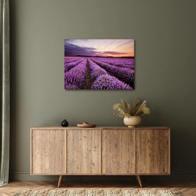 Obraz - Levanduľové pole pri západe slnka (70x50 cm)