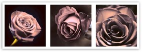 Obraz na plátně Panoramatická sada růží - 150x50 cm