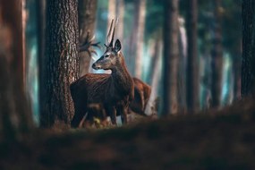 Samolepiaca fototapeta mladý jeleň uprostred stromov